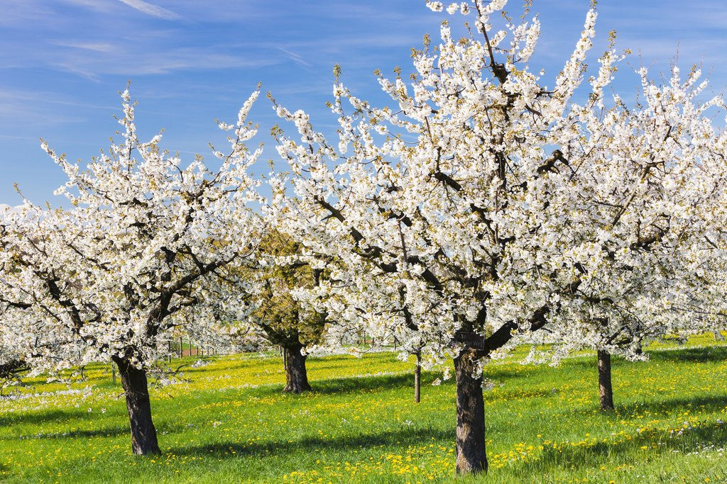 Detail of Cherry orchard in bloom by Corbis