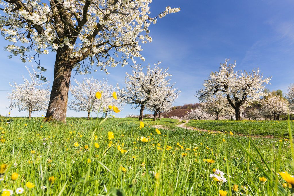 Detail of Cherry orchard in bloom by Anonymous