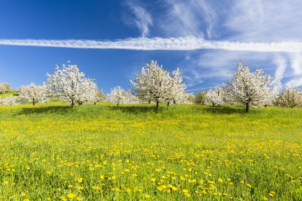 Detail of Cherry orchard in bloom by Anonymous