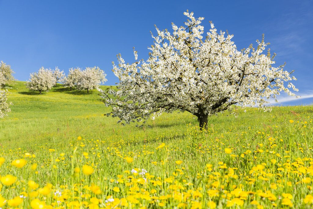 Detail of Cherry orchard in bloom by Corbis