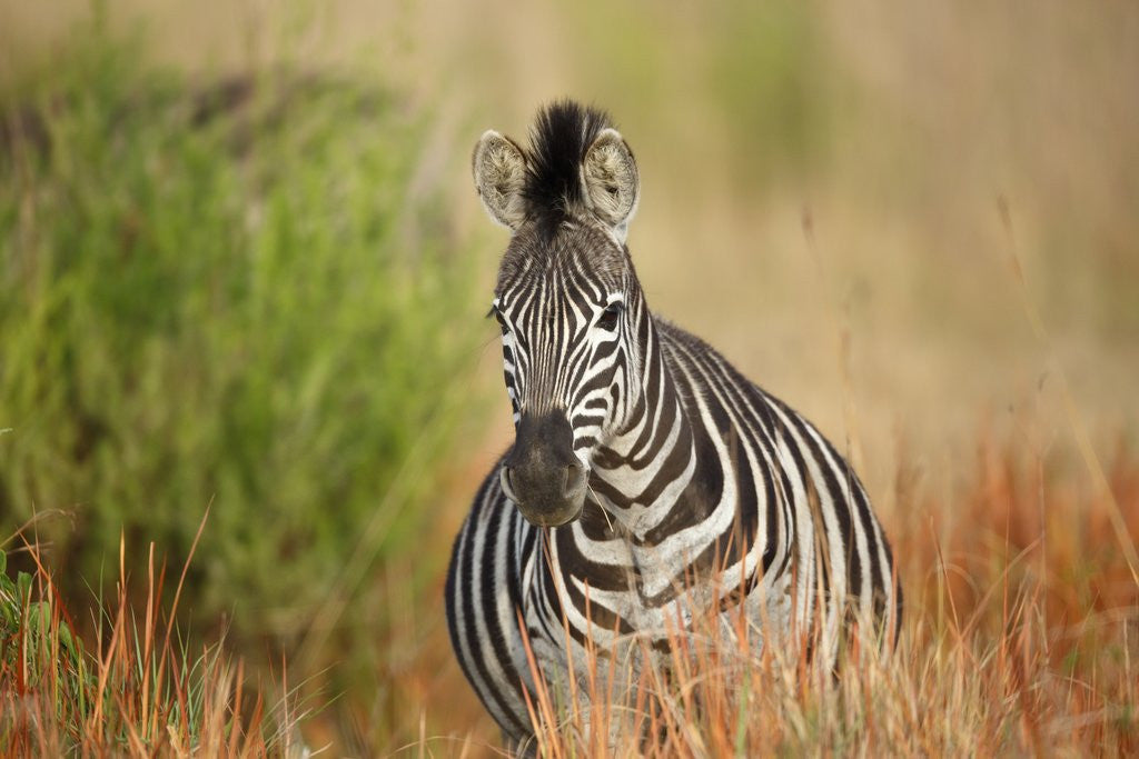 Detail of Zebra by Anonymous