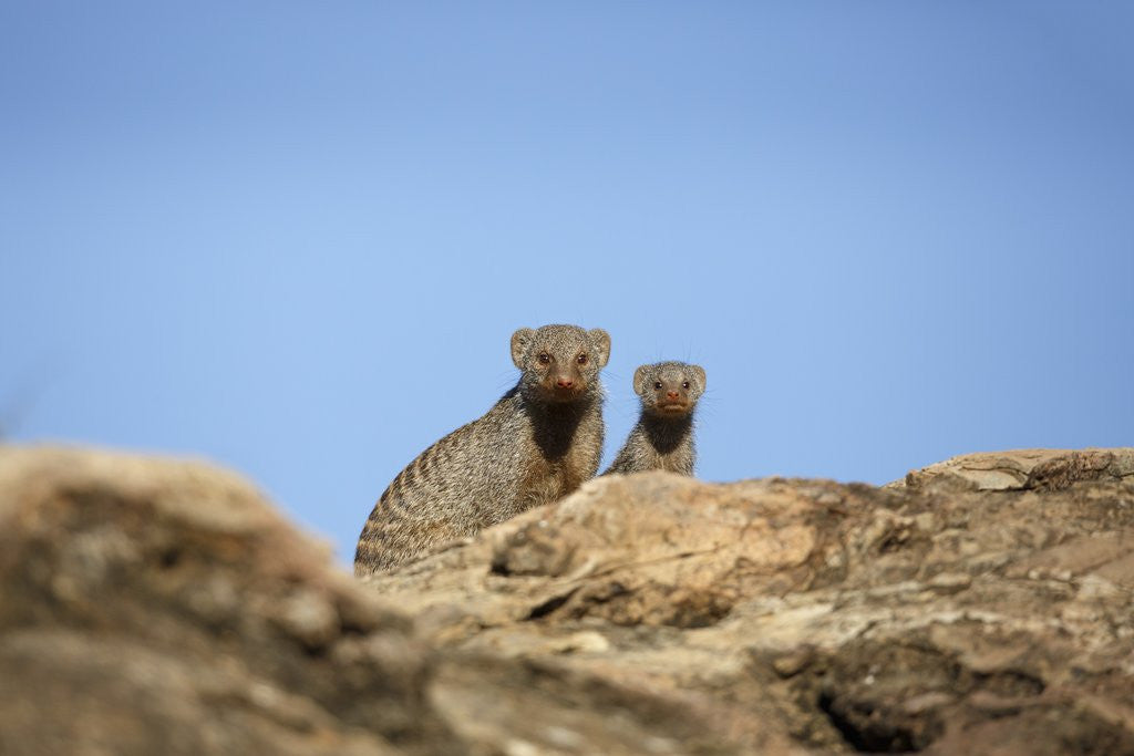 Detail of Banded Mongoose and baby by Anonymous