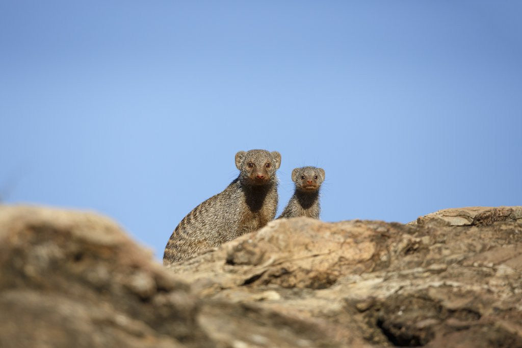 Detail of Banded Mongoose and baby by Corbis