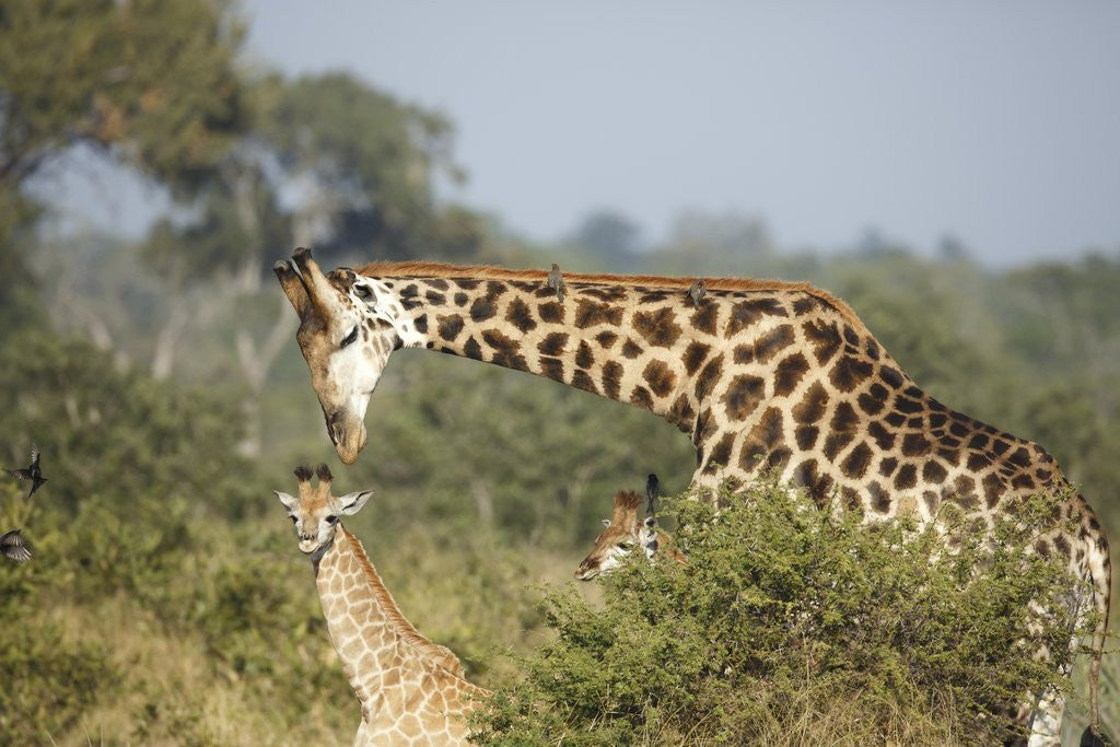Detail of Giraffe male and calf by Corbis