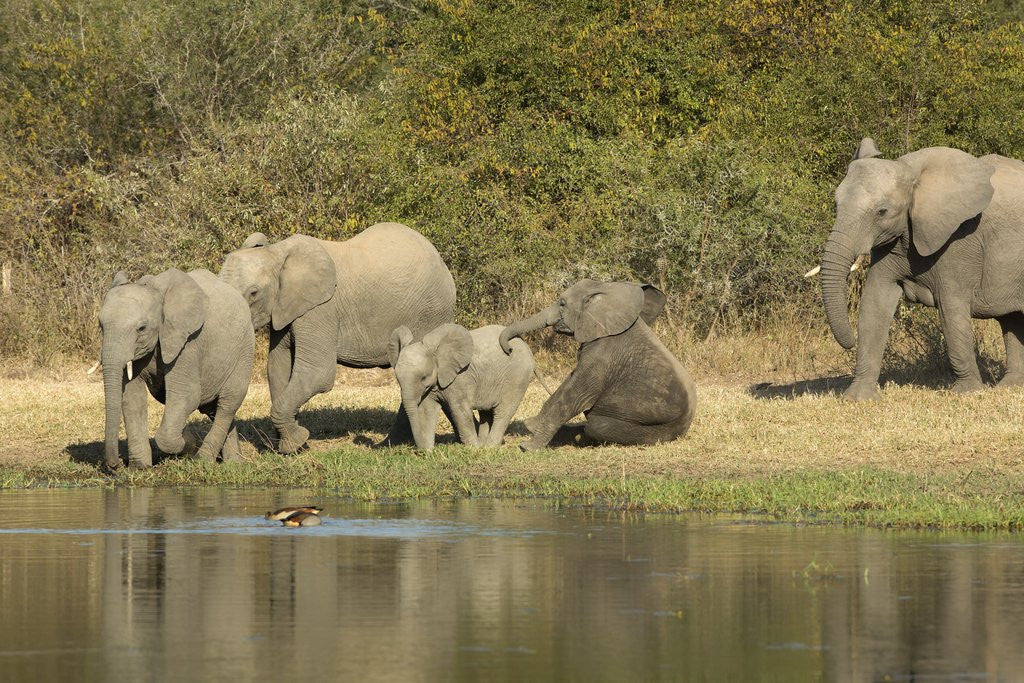 Detail of Elephant herd at waterhole by Anonymous