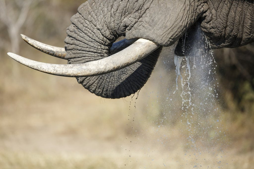 Detail of An elephant bull drinking by Anonymous