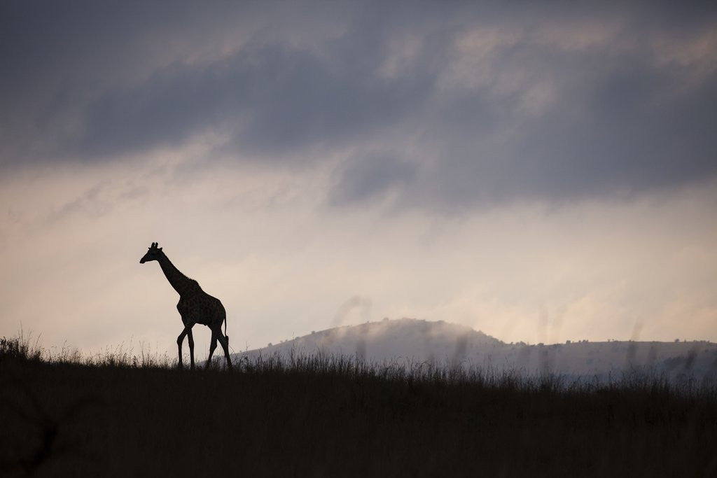 Detail of Giraffe at dawn by Corbis