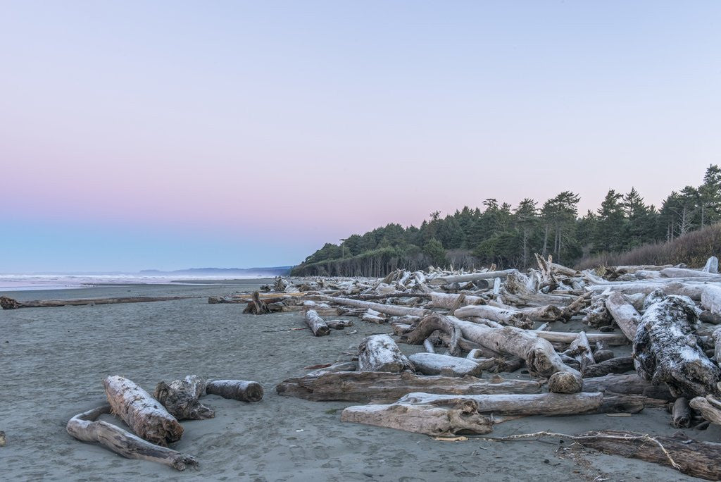 Detail of Kalaloch Beach Dawn by Anonymous
