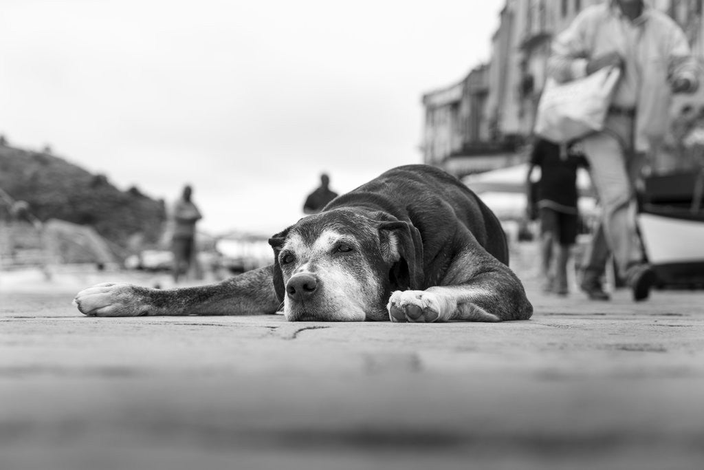 Detail of Sleeping Dog, Portovenere, Italy by Anonymous