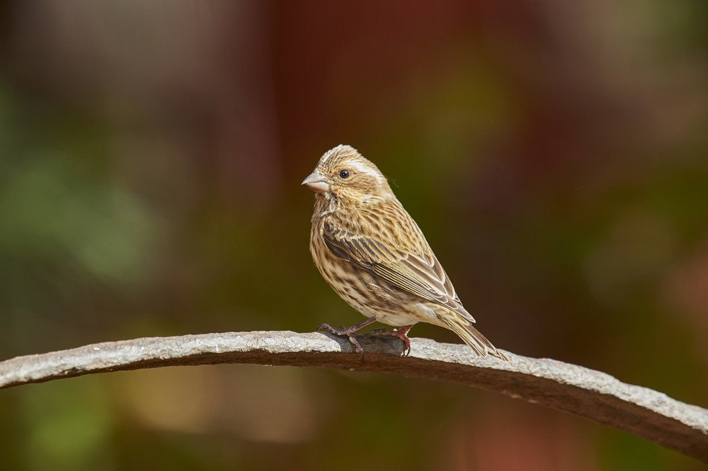 Detail of Purple Finch by Anonymous