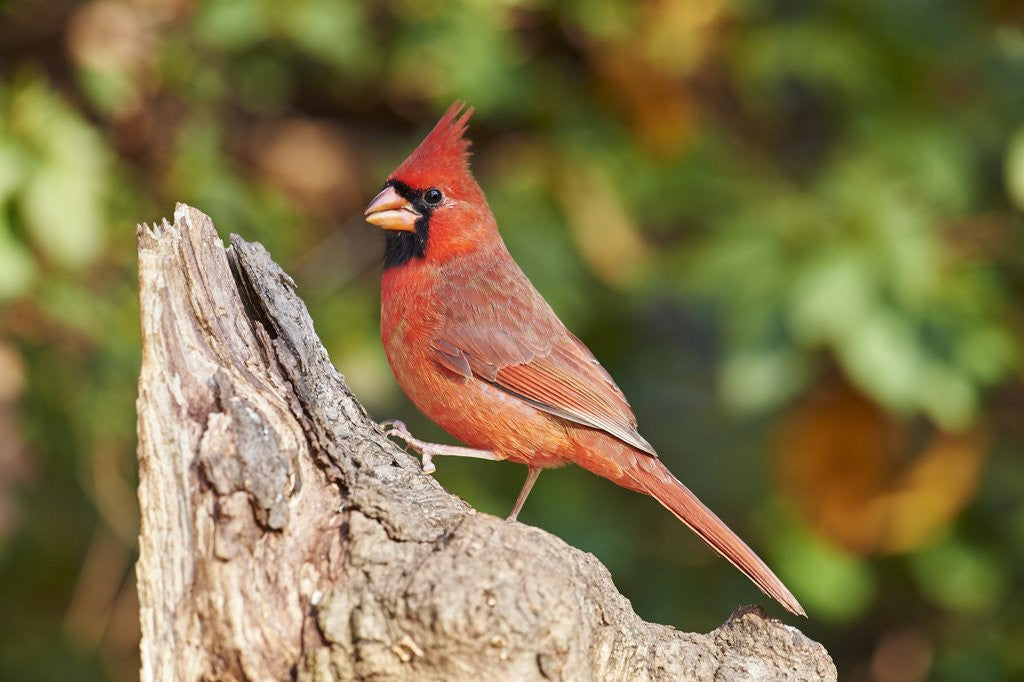 Detail of Northern Cardinal by Anonymous