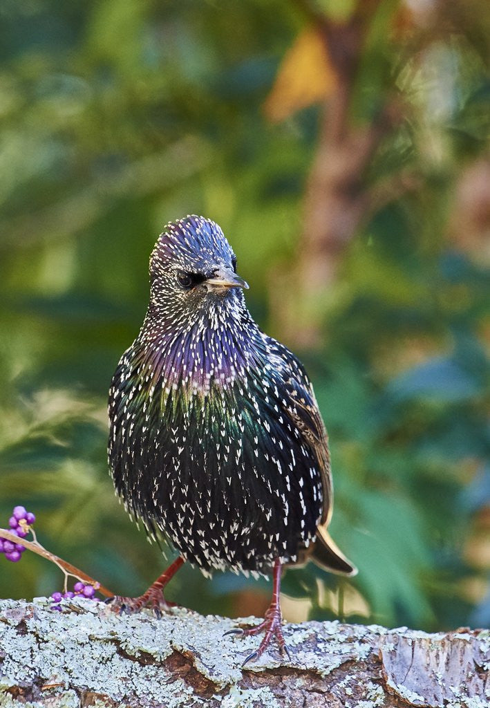 Detail of Starling; by Anonymous