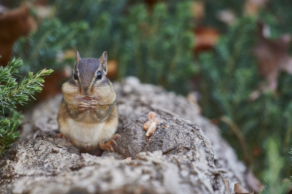 Detail of Eastern Chipmunk by Anonymous