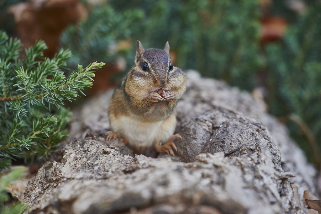 Detail of Eastern Chipmunk by Anonymous