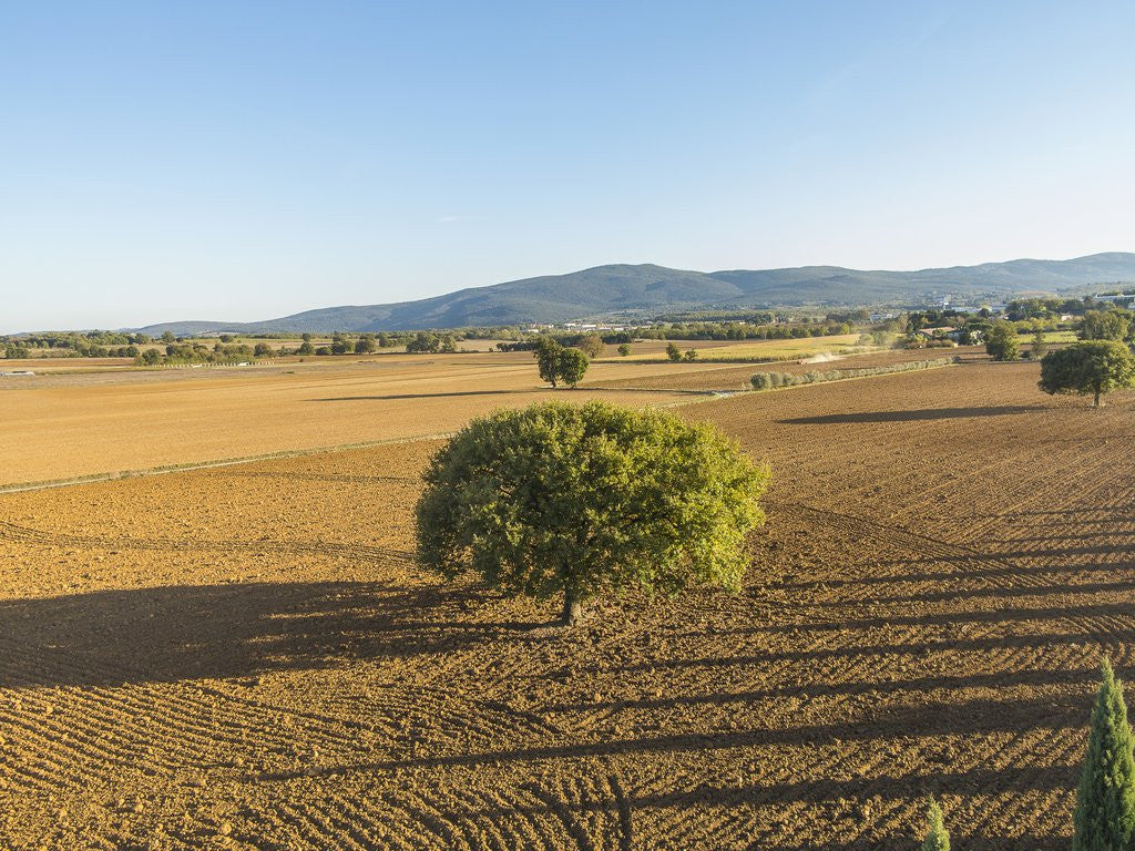 Detail of Landscape near Monteriggioni by Corbis
