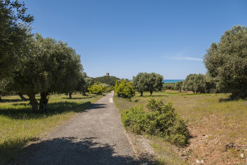 Detail of Parco Regionale della Maremma (parco dell'Uccellina) by Anonymous