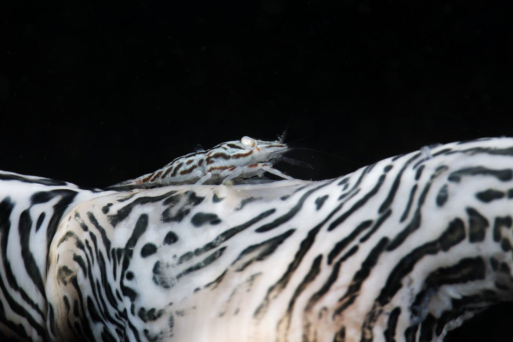Detail of Zebra anemonie shrimp by Corbis