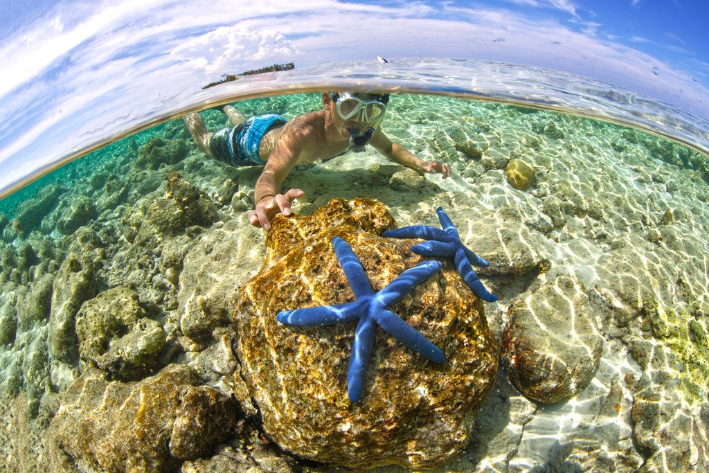 Detail of clown fish portrait in anemone by Anonymous