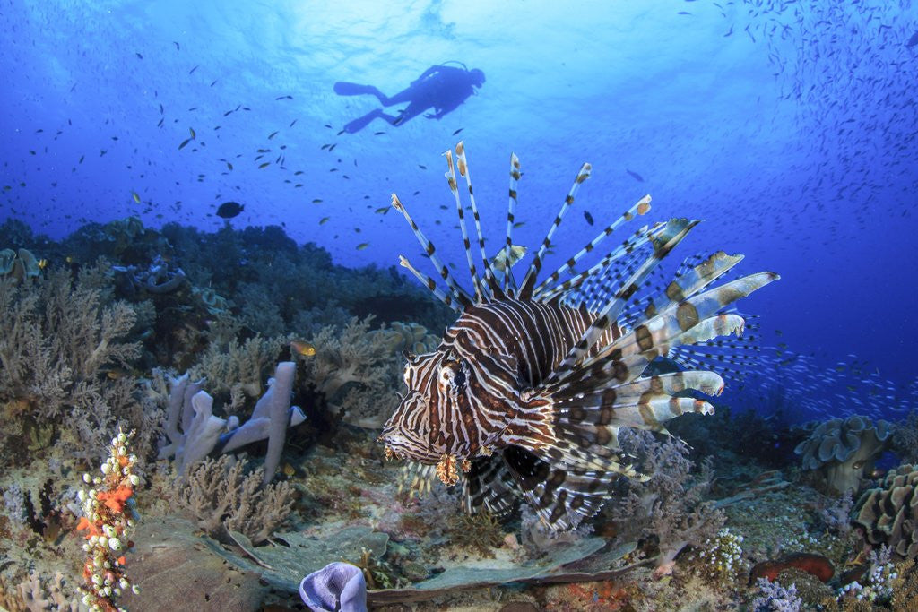 Detail of lion fish and scuba diver by Anonymous