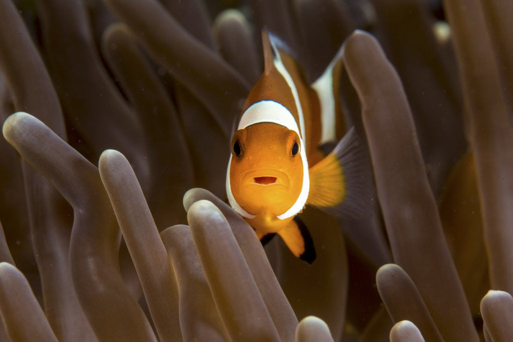 Detail of clown fish portrait in anemone by Anonymous