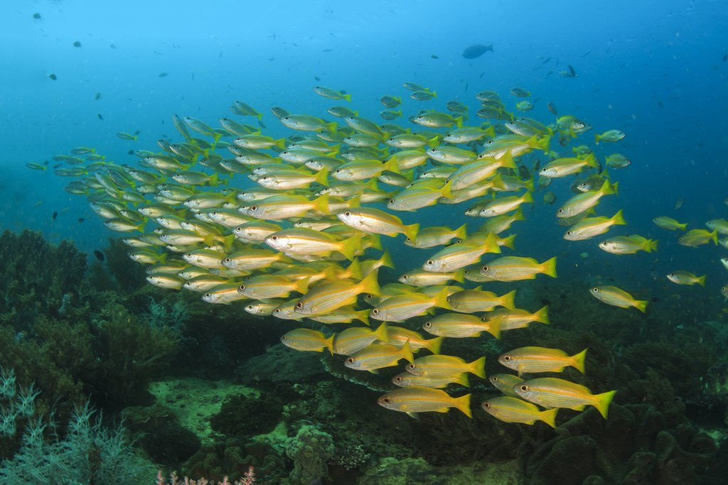 Detail of big school of yellow snappers by Anonymous