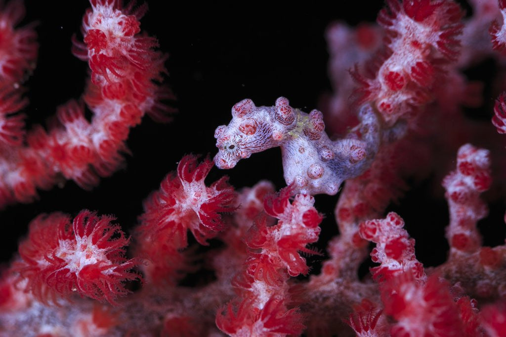 Detail of pigmee seahorse by Anonymous