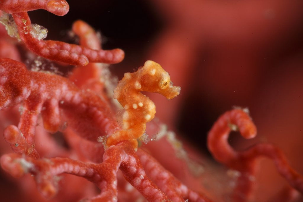 Detail of raja ampat pigmee seahorse by Anonymous