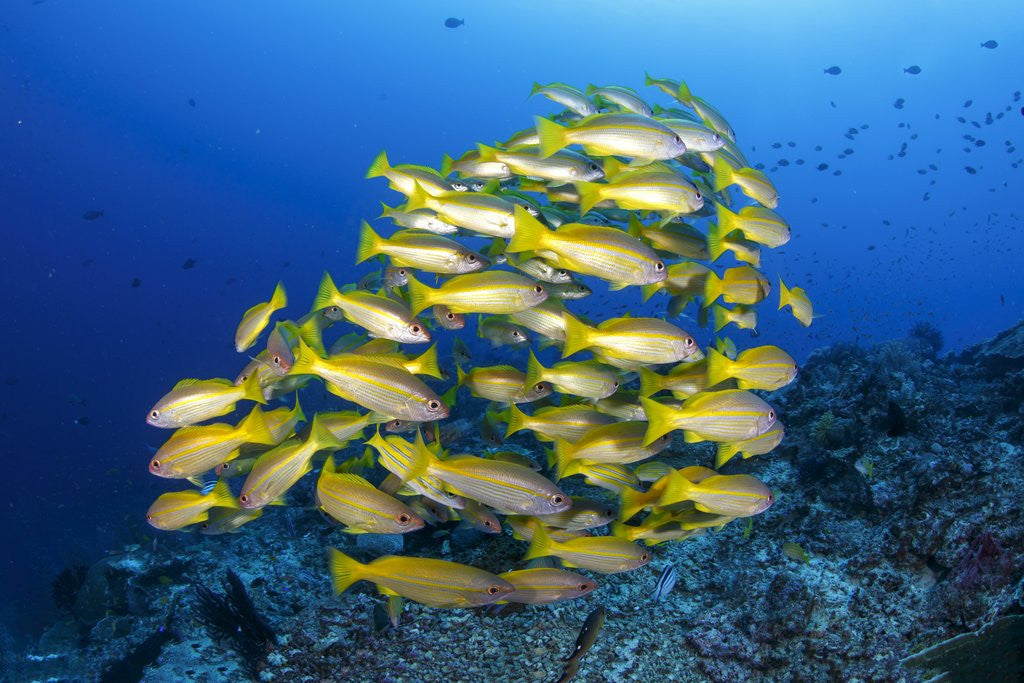 Detail of school of yellow snappers by Anonymous