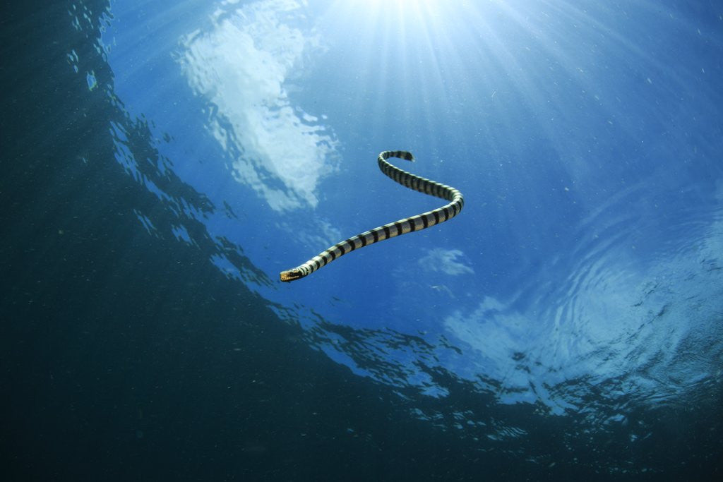 Detail of sea snake diving down by Anonymous