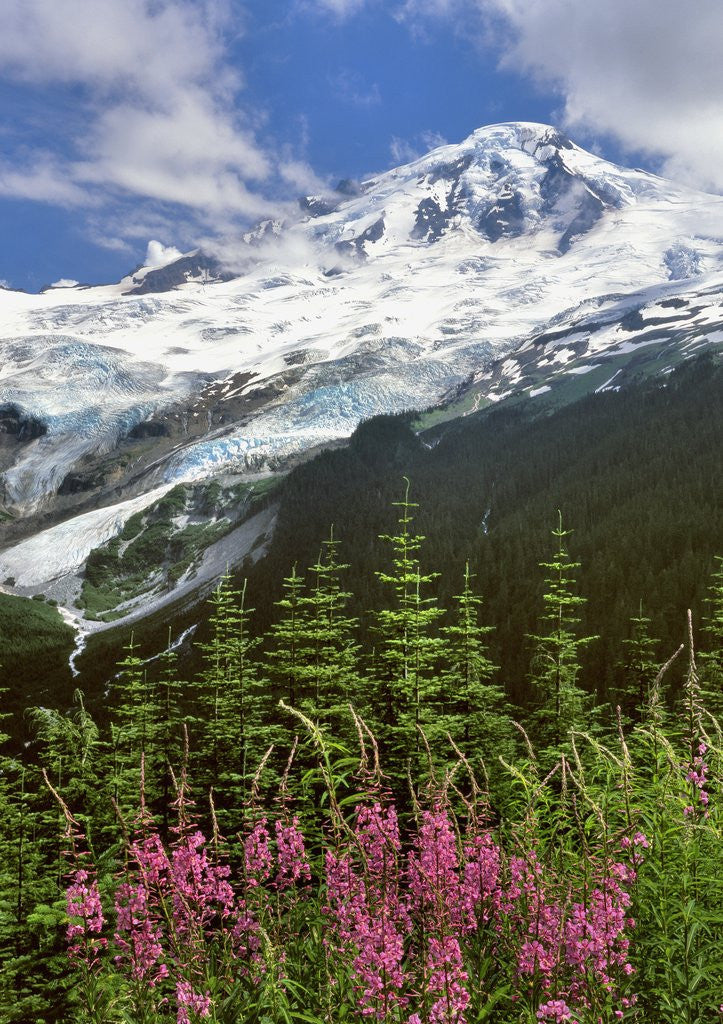 Detail of Fireweed flowers below Mt. Baker by Anonymous