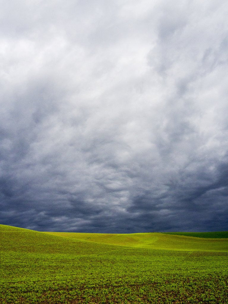 Detail of Spring Field of Peas With Storm Coming by Anonymous