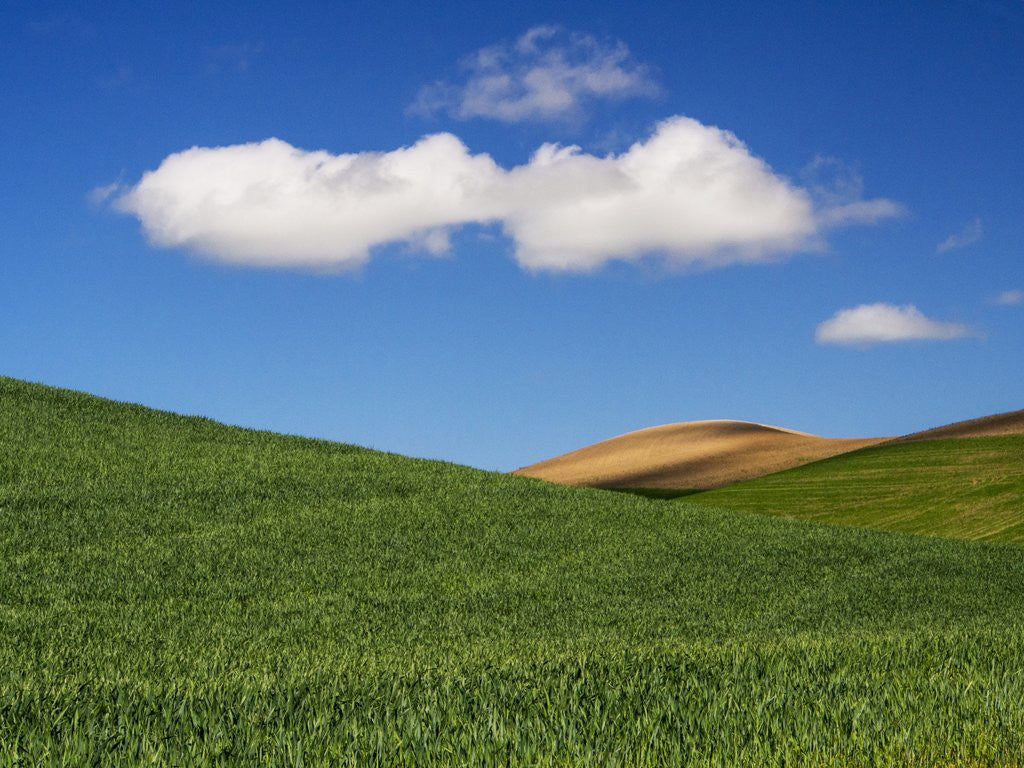 Detail of Spring Wheat Field and Clouds by Anonymous