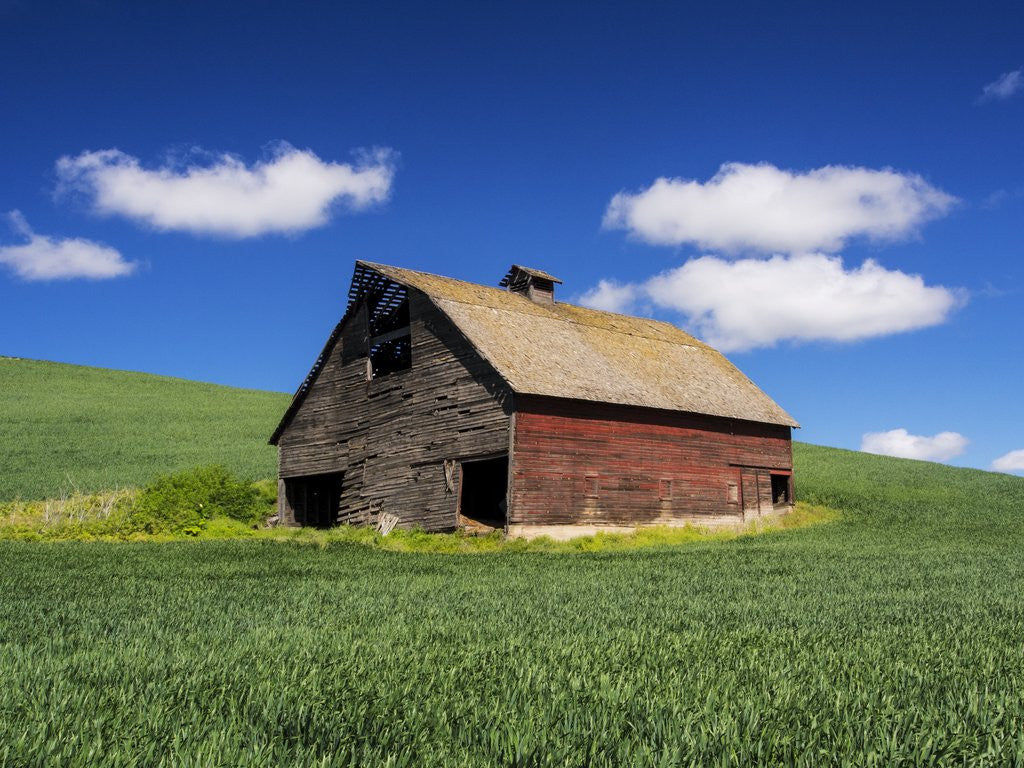 Detail of Old Red Barn in a Field of Spring Wheat by Anonymous