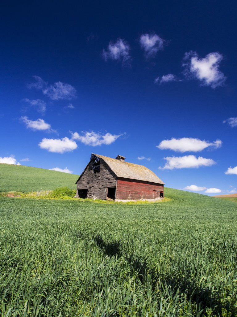 Detail of Old Red Barn in a Field of Spring Wheat by Anonymous