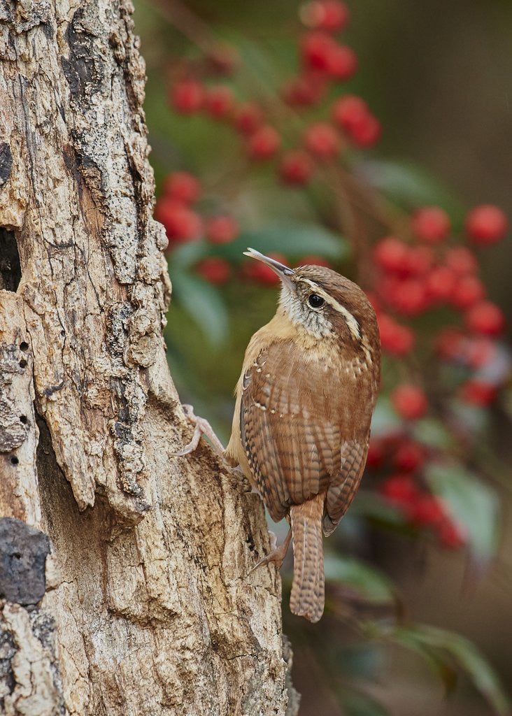 Detail of Carolina Wren by Anonymous