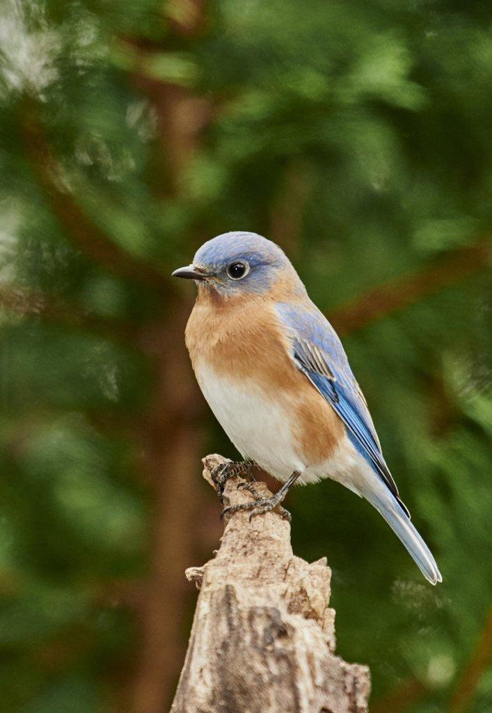 Detail of Eastern Bluebird by Anonymous