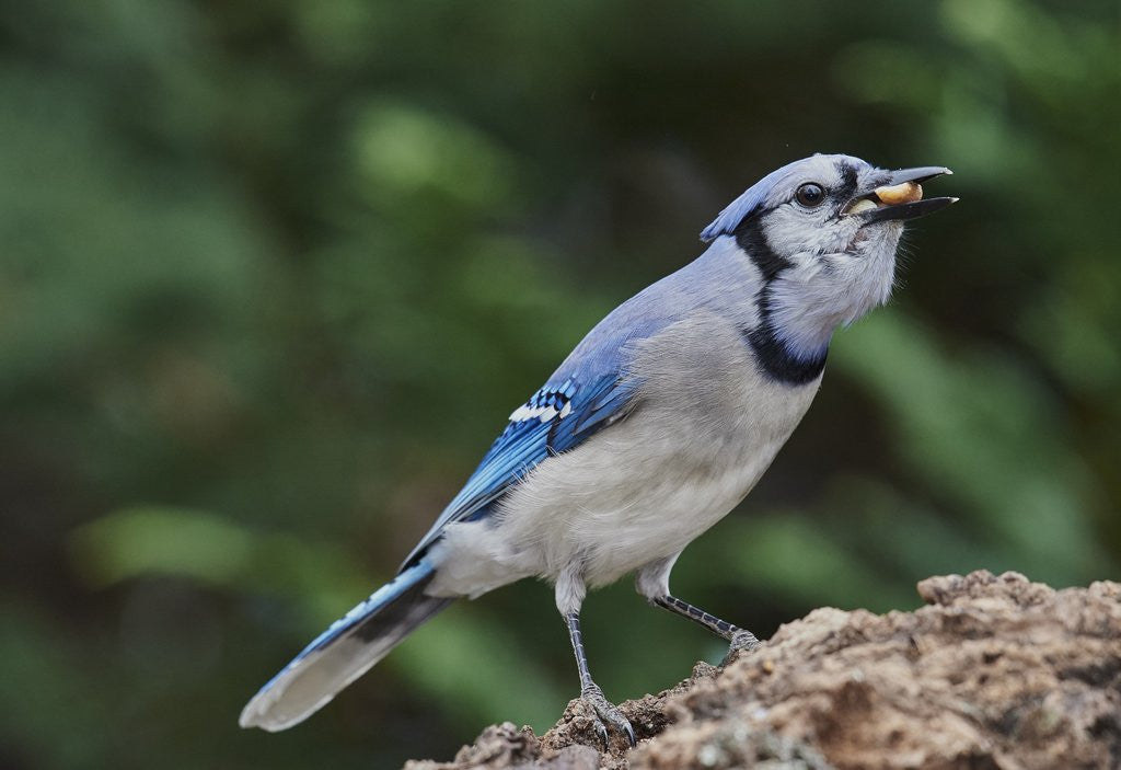 Detail of Blue Jay by Anonymous