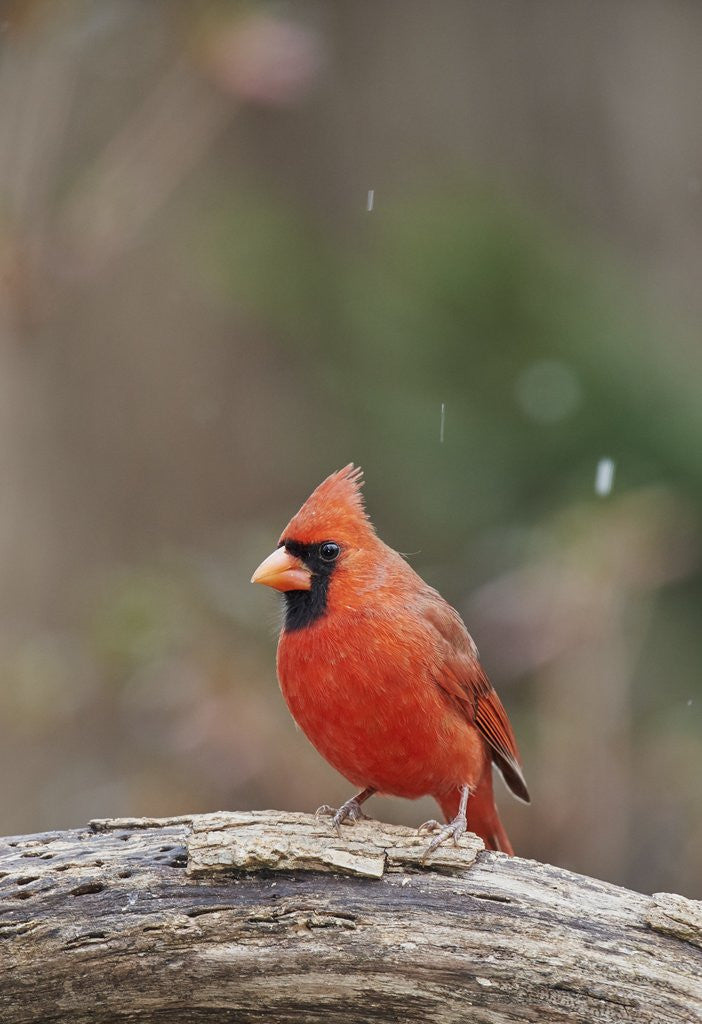 Detail of Nothern Cardinal by Anonymous