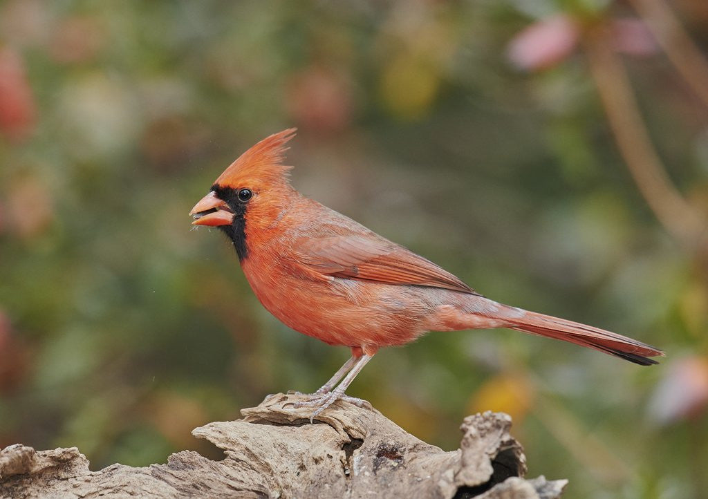 Detail of Nothern Cardinal by Corbis