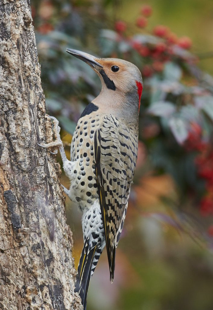 Detail of Northern Flicker by Anonymous