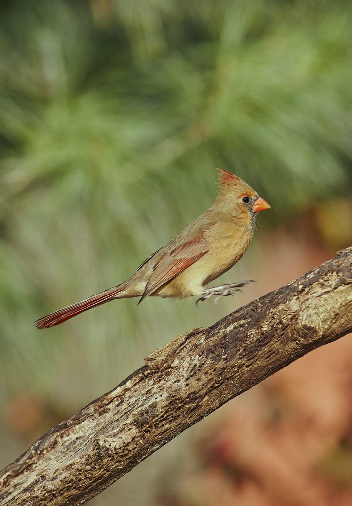 Detail of Northern Cardinal by Anonymous