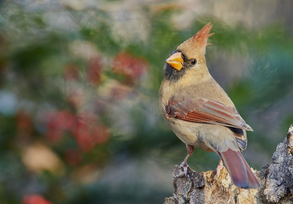 Detail of Northern Cardinal by Corbis