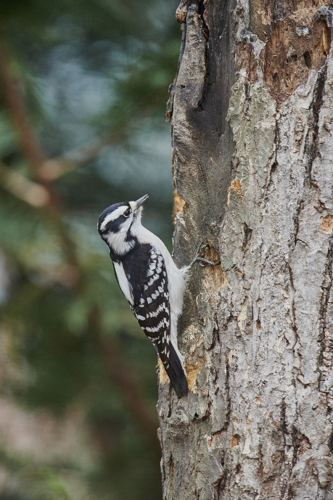Detail of Downy Woodpecker by Anonymous