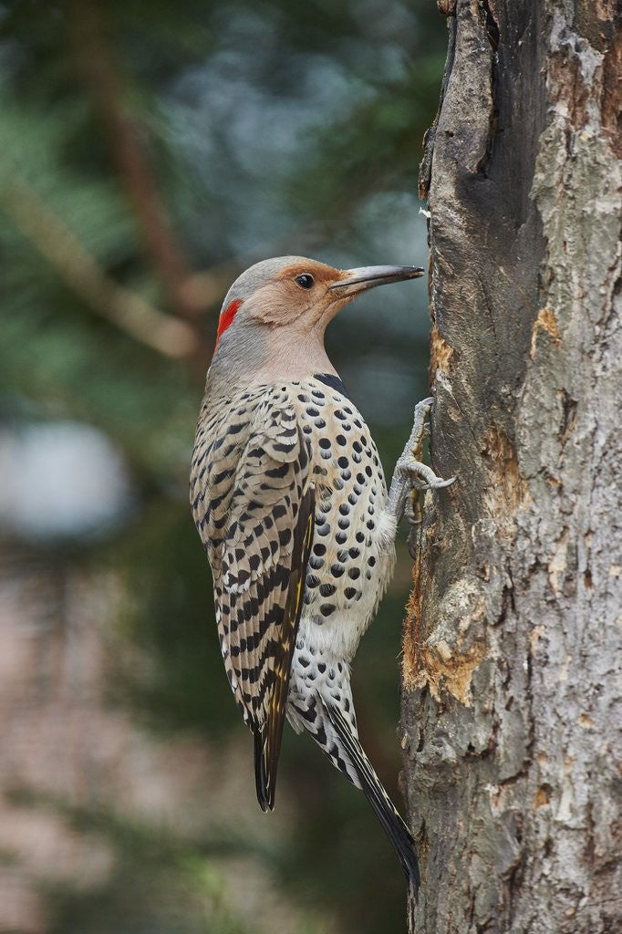Detail of Flicker by Anonymous