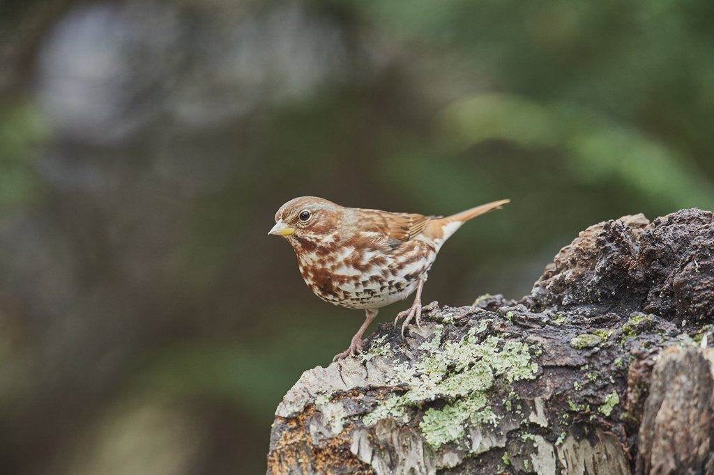 Detail of Fox Sparrow by Anonymous