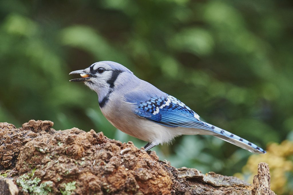 Detail of Blue Jay by Corbis