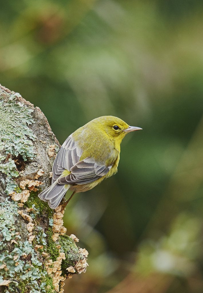 Detail of Pine Warbler by Anonymous