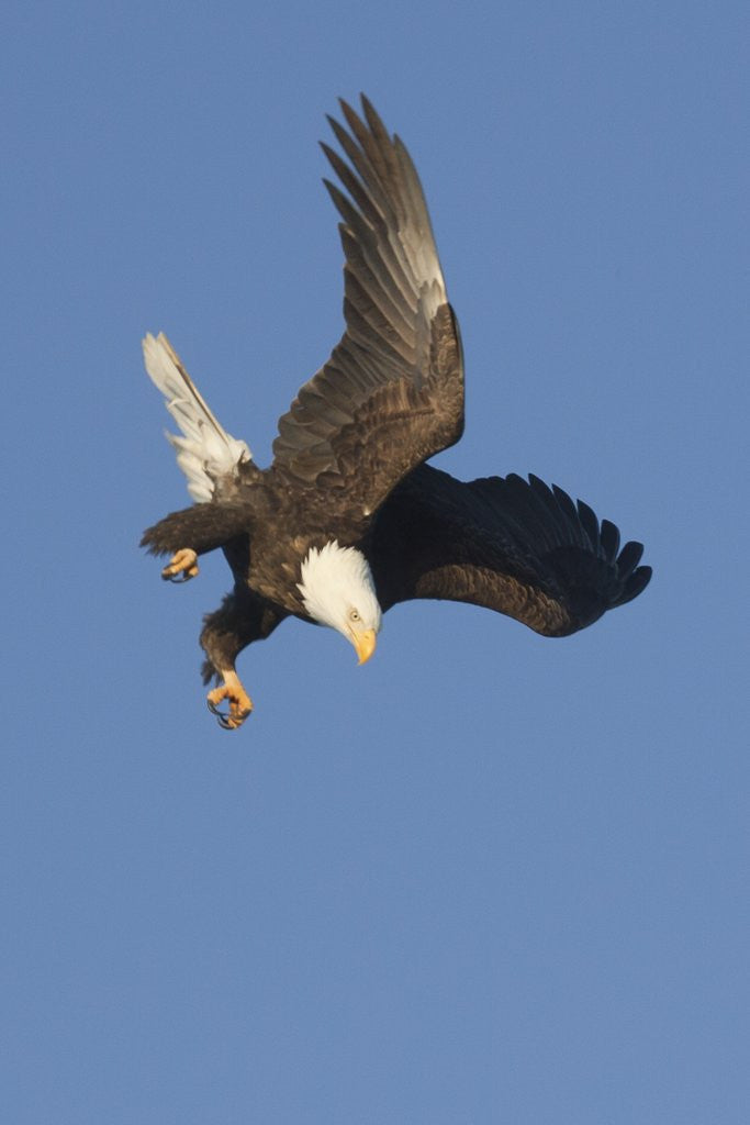 Detail of Bald Eagle dives with talons out by Anonymous