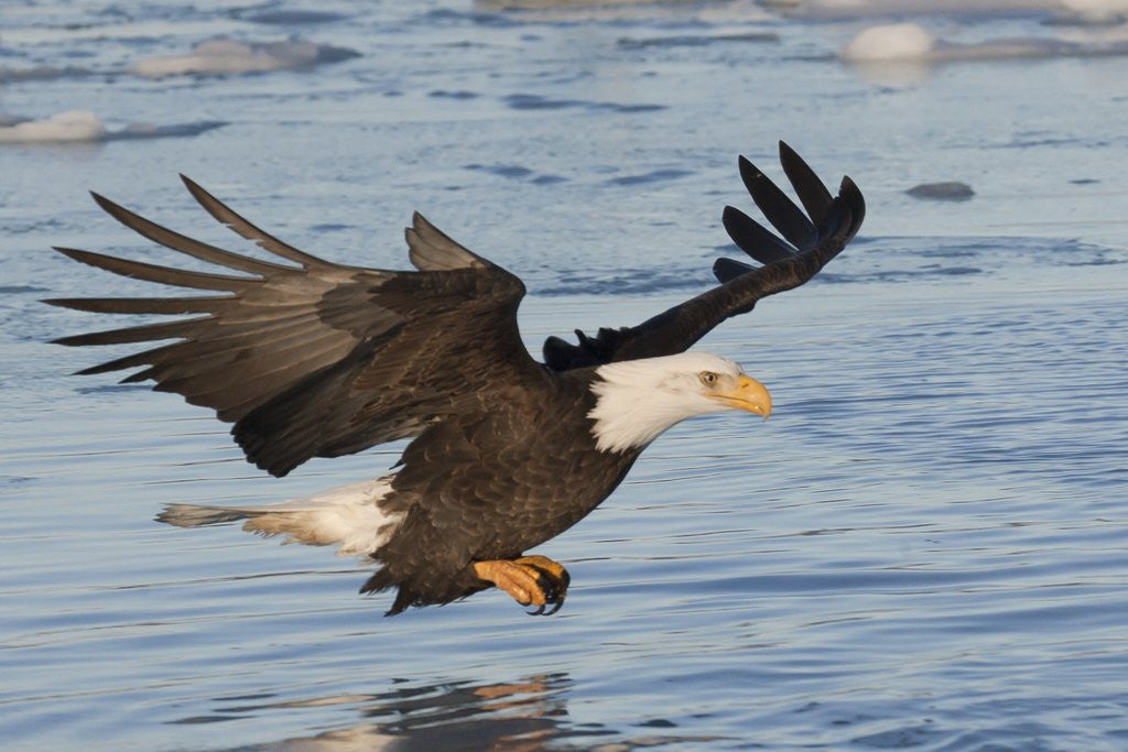 Detail of Bald Eagle fishing by Anonymous