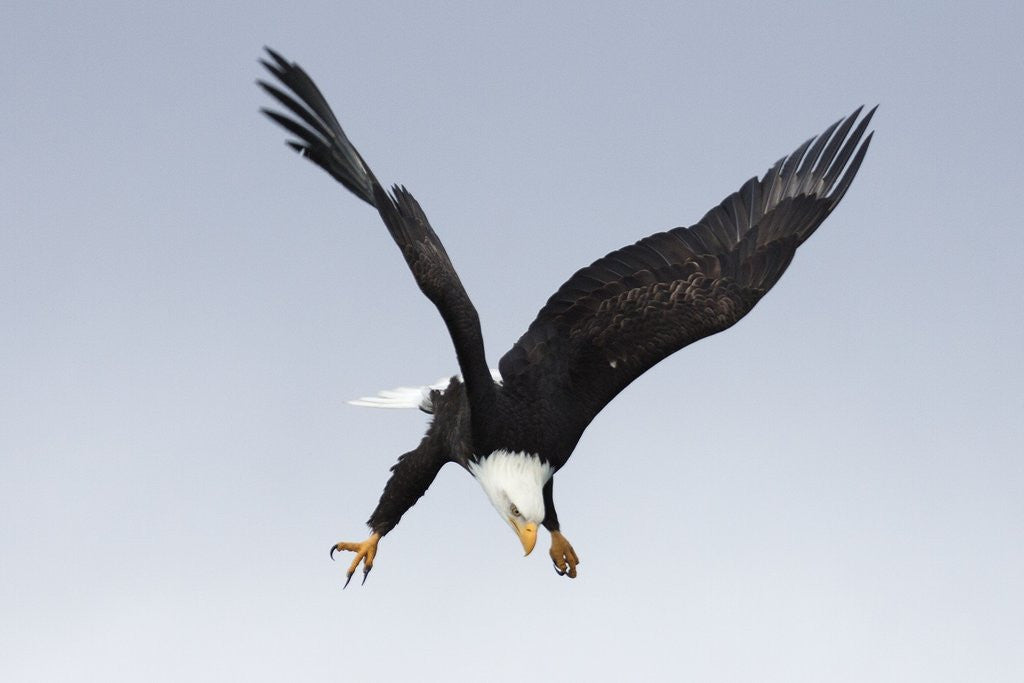 Detail of Bald Eagle dives with talons out by Anonymous